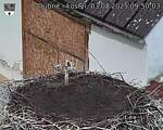 Capi_Dubne_20250803_095003.jpg