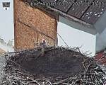 Capi_Dubne_20250803_113504.jpg