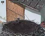 Capi_Dubne_20250803_120003.jpg