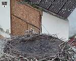 Capi_Dubne_20250803_121002.jpg