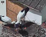 Capi_Dubne_20250803_122003.jpg
