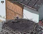 Capi_Dubne_20250803_124003.jpg