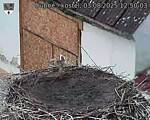 Capi_Dubne_20250803_125003.jpg