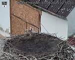 Capi_Dubne_20250803_125503.jpg