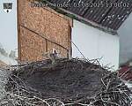 Capi_Dubne_20250803_130002.jpg