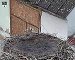 Capi_Dubne_20250803_131002.jpg