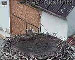 Capi_Dubne_20250803_132502.jpg