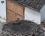 Capi_Dubne_20250803_133004.jpg