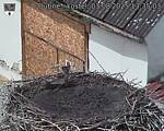 Capi_Dubne_20250803_133503.jpg
