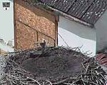 Capi_Dubne_20250803_135003.jpg