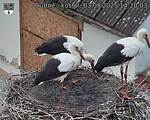 Capi_Dubne_20250803_142003.jpg