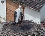 Capi_Dubne_20250803_142504.jpg