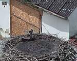 Capi_Dubne_20250803_143002.jpg
