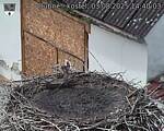 Capi_Dubne_20250803_144003.jpg