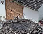 Capi_Dubne_20250803_151003.jpg