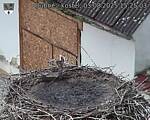 Capi_Dubne_20250803_152503.jpg