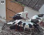 Capi_Dubne_20250803_161503.jpg