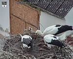 Capi_Dubne_20250803_162003.jpg