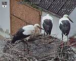 Capi_Dubne_20250803_163002.jpg