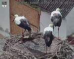 Capi_Dubne_20250803_164003.jpg