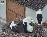 Capi_Dubne_20250803_170003.jpg