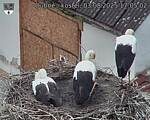 Capi_Dubne_20250803_170502.jpg