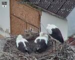 Capi_Dubne_20250803_172002.jpg