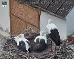 Capi_Dubne_20250803_172503.jpg