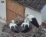 Capi_Dubne_20250803_173003.jpg