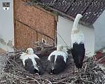 Capi_Dubne_20250803_173503.jpg