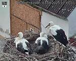 Capi_Dubne_20250803_174503.jpg