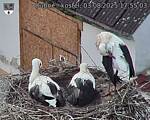 Capi_Dubne_20250803_175503.jpg