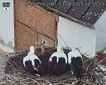Capi_Dubne_20250803_180003.jpg