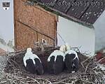 Capi_Dubne_20250803_180503.jpg