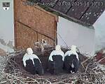 Capi_Dubne_20250803_181003.jpg