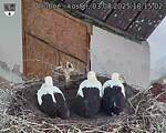 Capi_Dubne_20250803_181502.jpg