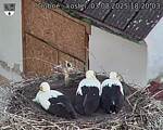 Capi_Dubne_20250803_182003.jpg