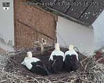 Capi_Dubne_20250803_182503.jpg