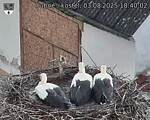 Capi_Dubne_20250803_184002.jpg