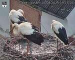 Capi_Dubne_20250803_191503.jpg