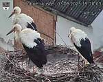 Capi_Dubne_20250803_192003.jpg