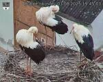 Capi_Dubne_20250803_194503.jpg
