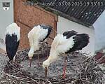 Capi_Dubne_20250803_195503.jpg