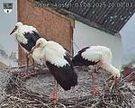 Capi_Dubne_20250803_200003.jpg