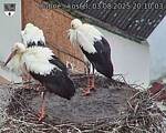 Capi_Dubne_20250803_201003.jpg