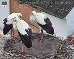 Capi_Dubne_20250803_202003.jpg