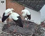 Capi_Dubne_20250803_204003.jpg