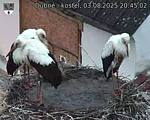 Capi_Dubne_20250803_204502.jpg