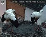 Capi_Dubne_20250803_205002.jpg