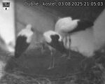 Capi_Dubne_20250803_210503.jpg